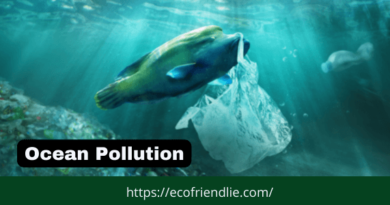 Dramatic Win Plastic Waste Can Curb Ocean Pollution- EcoFriendlie