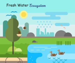 Freshwater Ecosystem