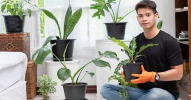 plants Low maintenance indoor plants