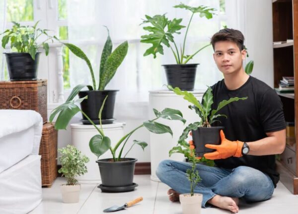 plants Low maintenance indoor plants