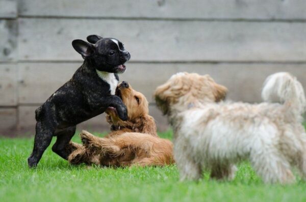 how to socialize a puppy