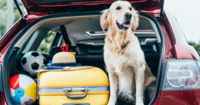 pet friendly travel