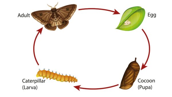 animal reproduction