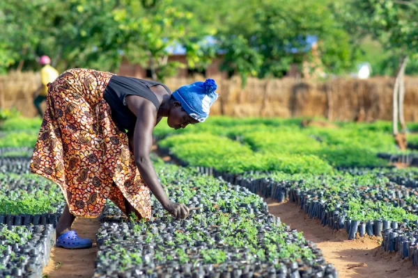 reforestation projects